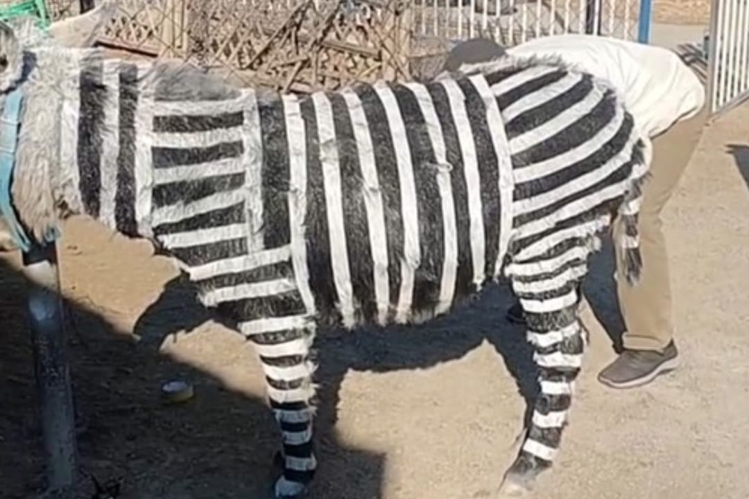 Ein als Zebra angemalter Esel soll in einem chinesischen Zoo Besucher locken.