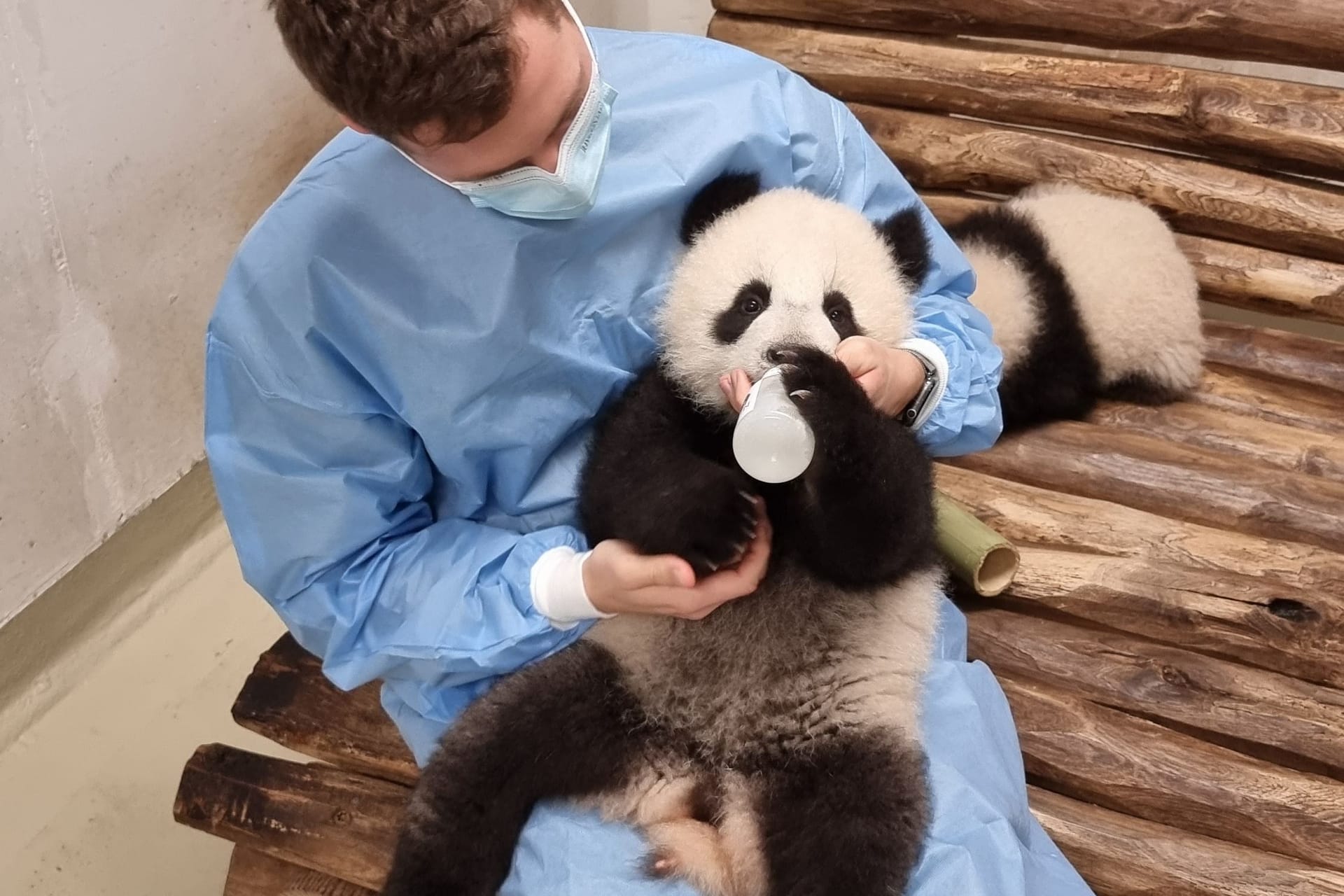 Panda bekommt Fläschchen