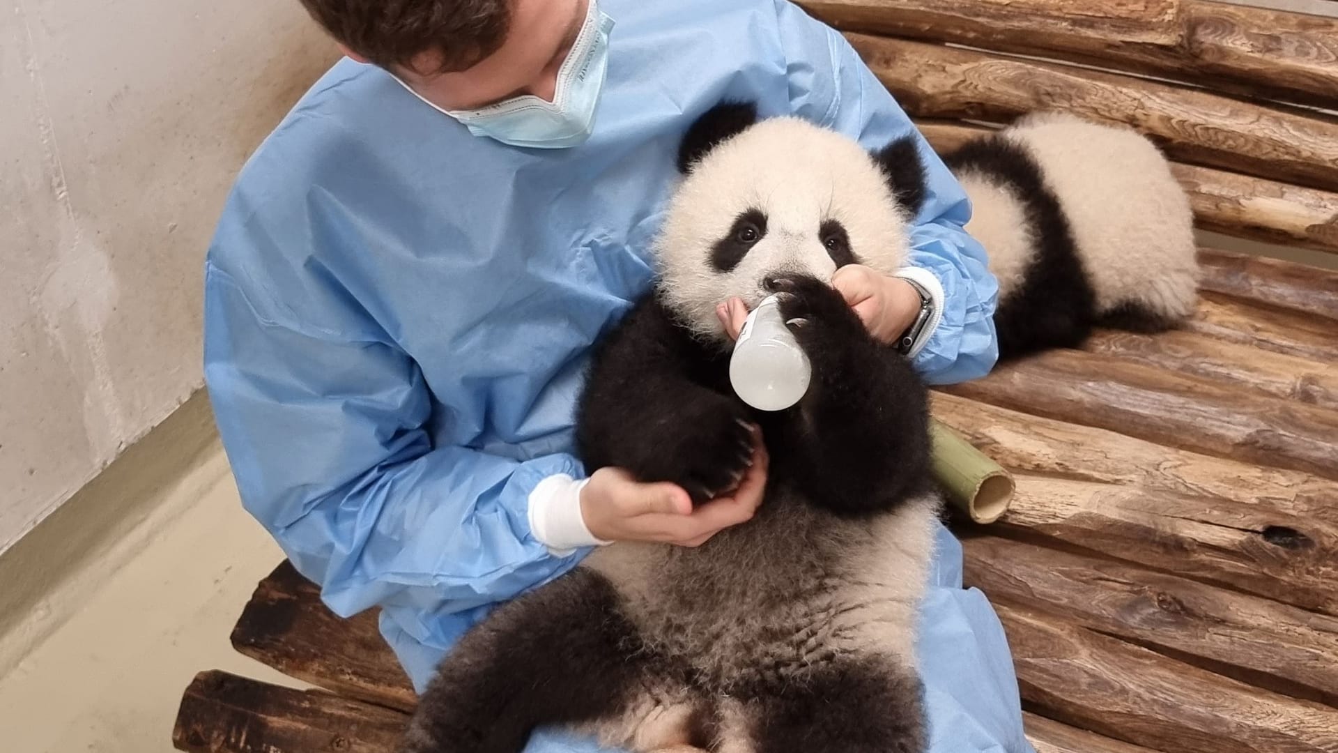 Panda bekommt Fläschchen