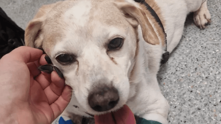 Hund Speck nach einer Behandlung: Der Beaglemischling ist schwer krank, braucht dringend eine kostenintensive Behandlung.