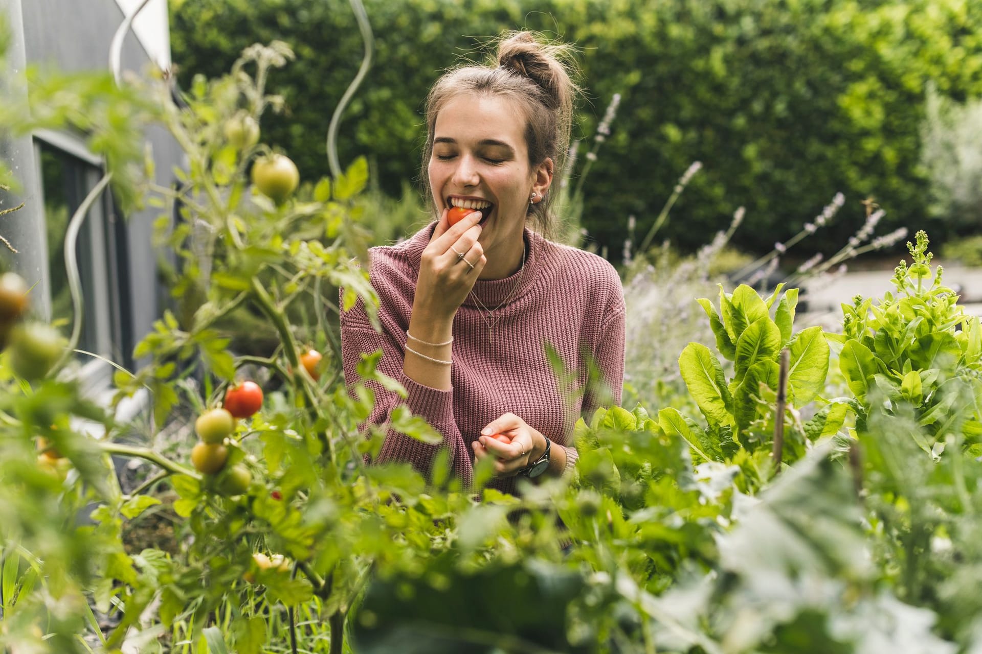 Nur für kurze Zeit: zwölf außergewöhnliche Tomatensorten zum Mega-Sparpreis bei Amazon sichern.