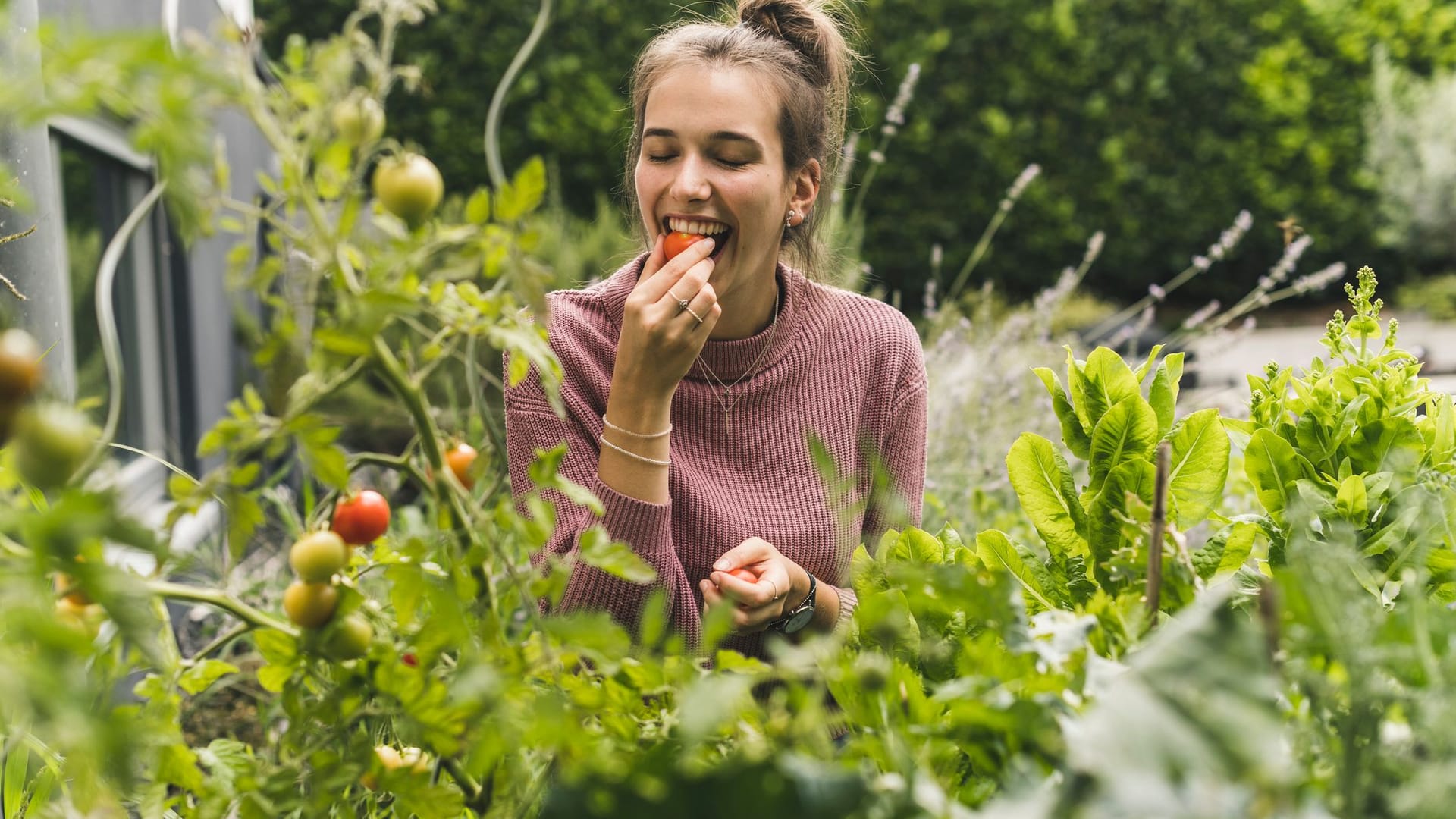 Nur für kurze Zeit: zwölf außergewöhnliche Tomatensorten zum Mega-Sparpreis bei Amazon sichern.