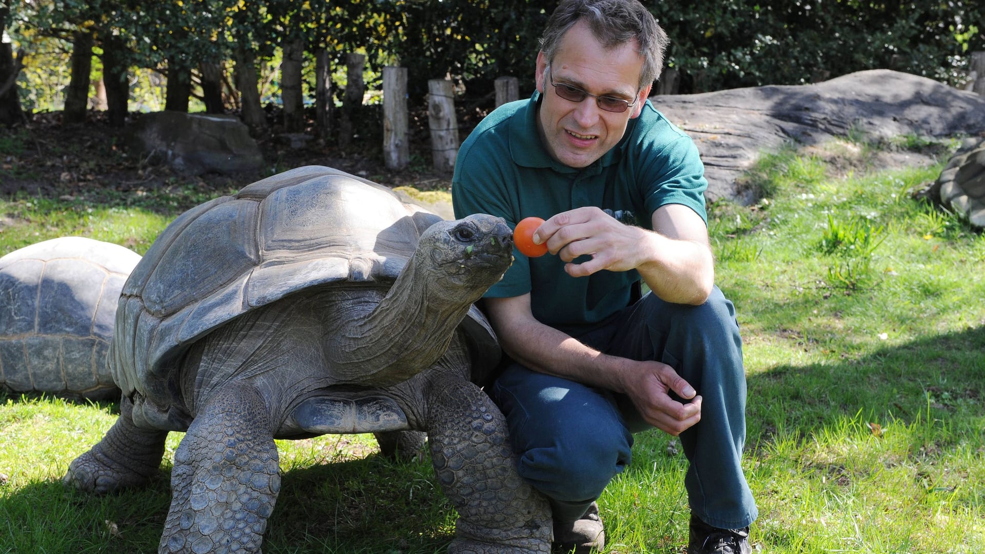 Tierpfleger Uwe Fischer mit Riesenschildkröte (Archivfoto): Seit Jahrzehnten arbeitet er bei Hagenbeck.