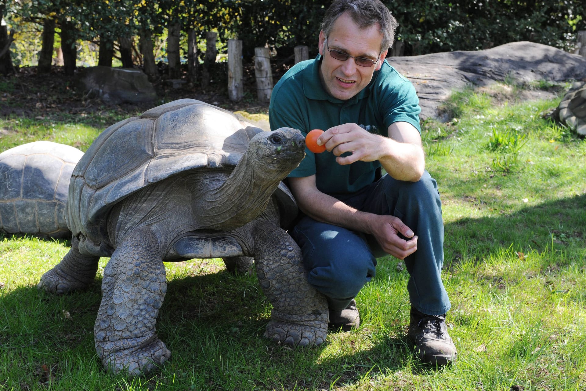 Tierpfleger Uwe Fischer mit Riesenschildkröte (Archivfoto): Seit Jahrzehnten arbeitet er bei Hagenbeck.