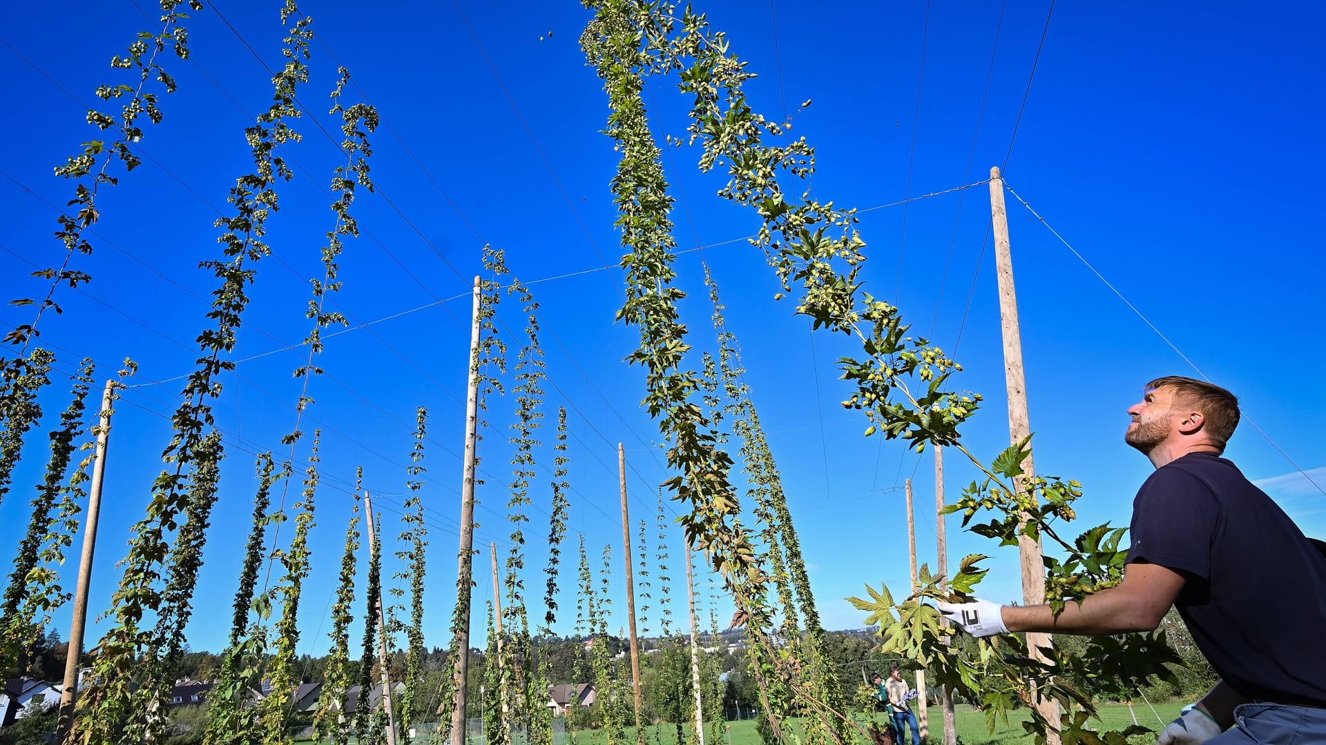 Hopfenernte: Die kleine Farm gehört der Bernard-Brauerei in Humpolec.