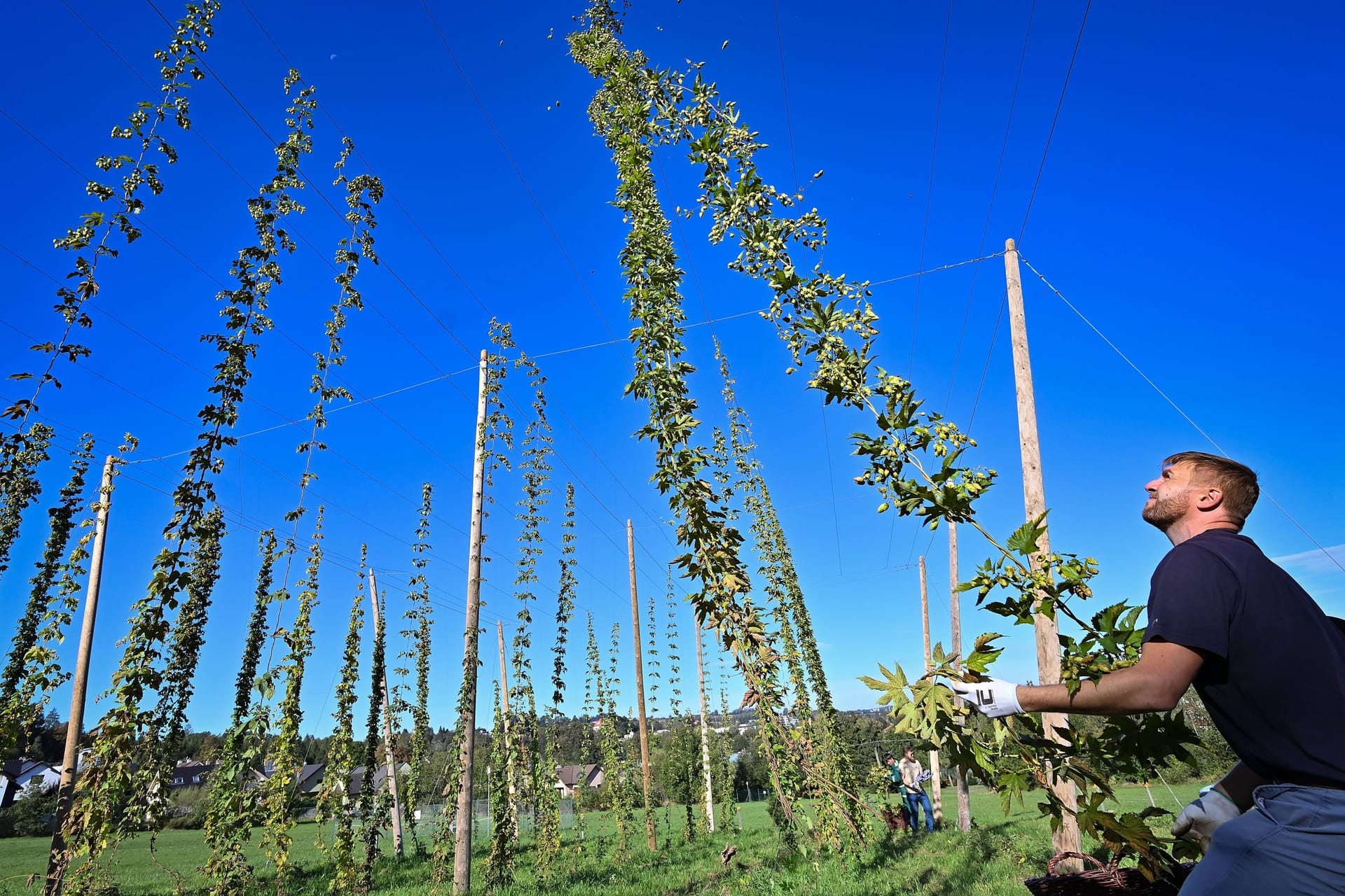 Hopfenernte: Die kleine Farm gehört der Bernard-Brauerei in Humpolec.