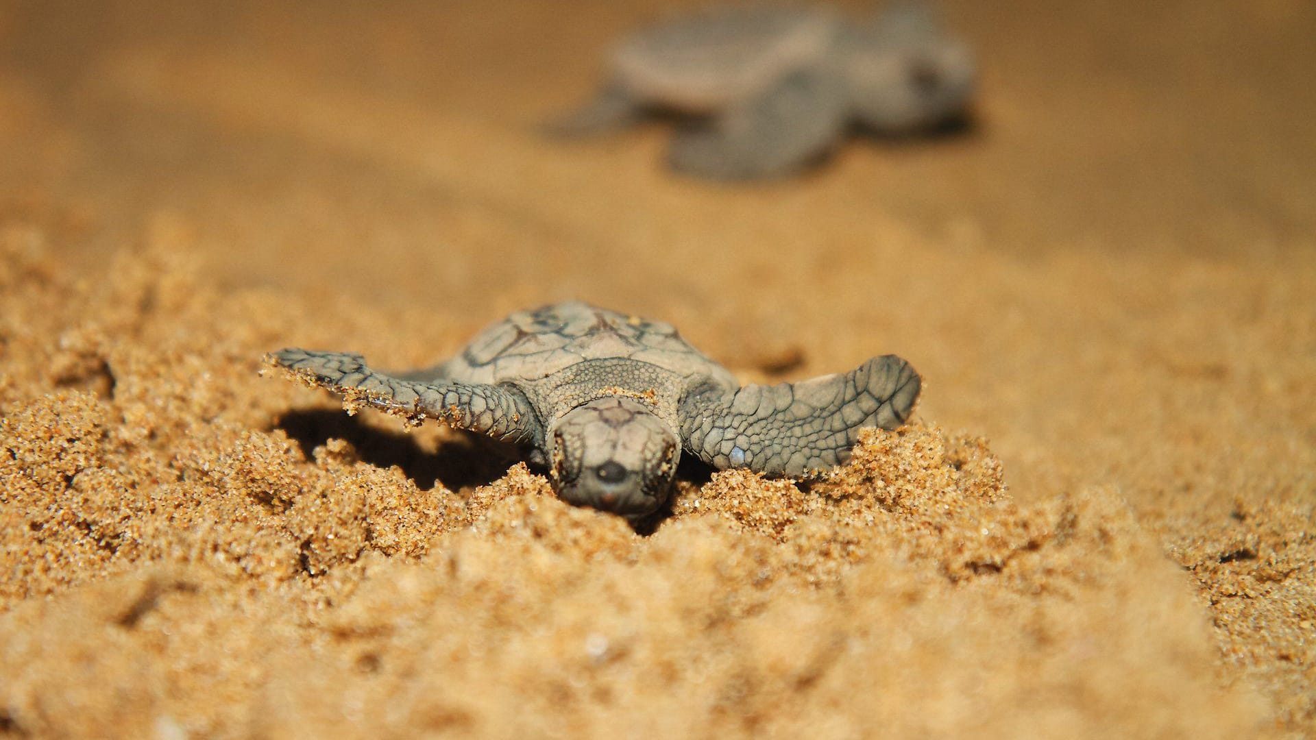 Gefährliche Reise: Ein Schildkrötenjungtier macht sich auf den Weg zum Meer.