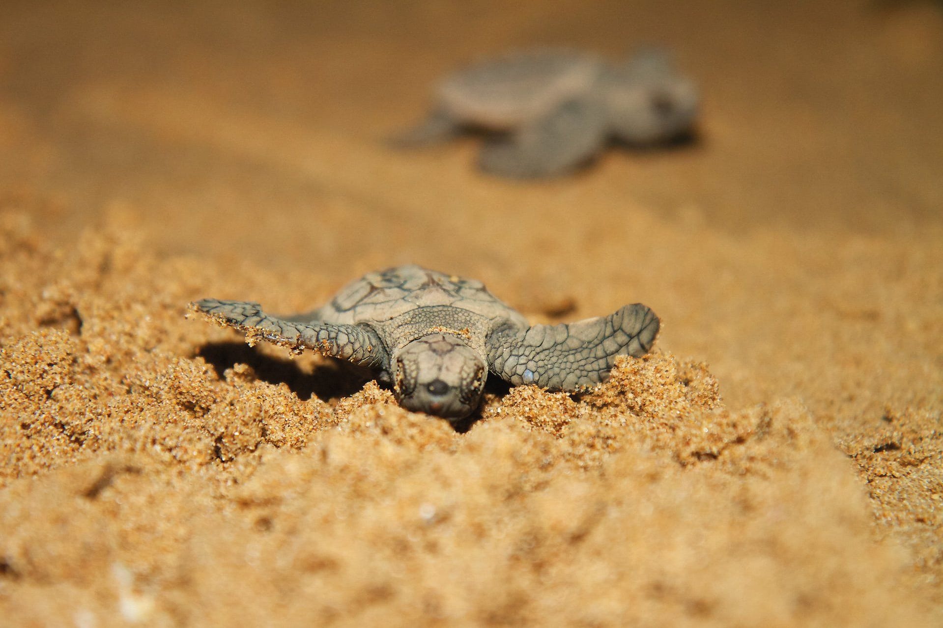 Gefährliche Reise: Ein Schildkrötenjungtier macht sich auf den Weg zum Meer.