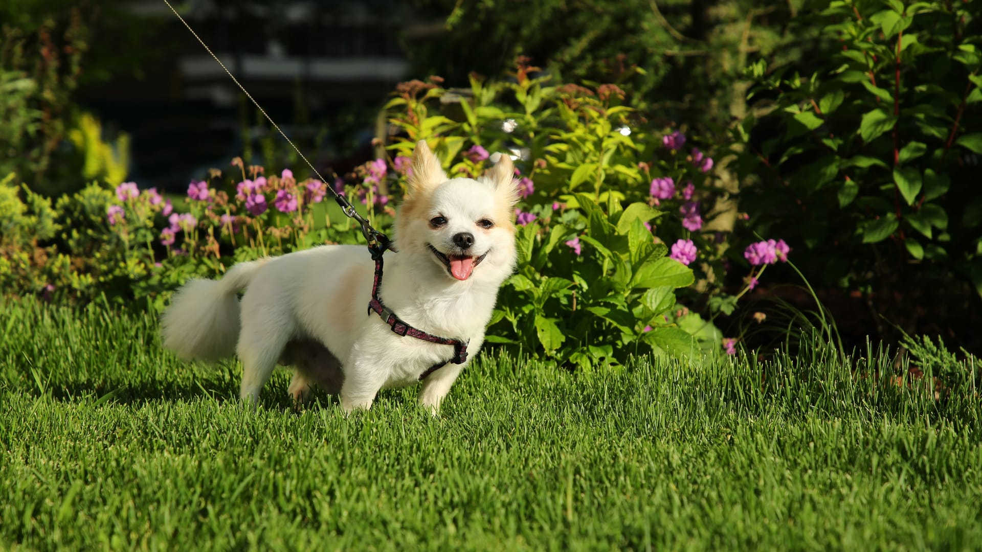 Cute Chihuahua with leash on green grass outdoors. Dog walking