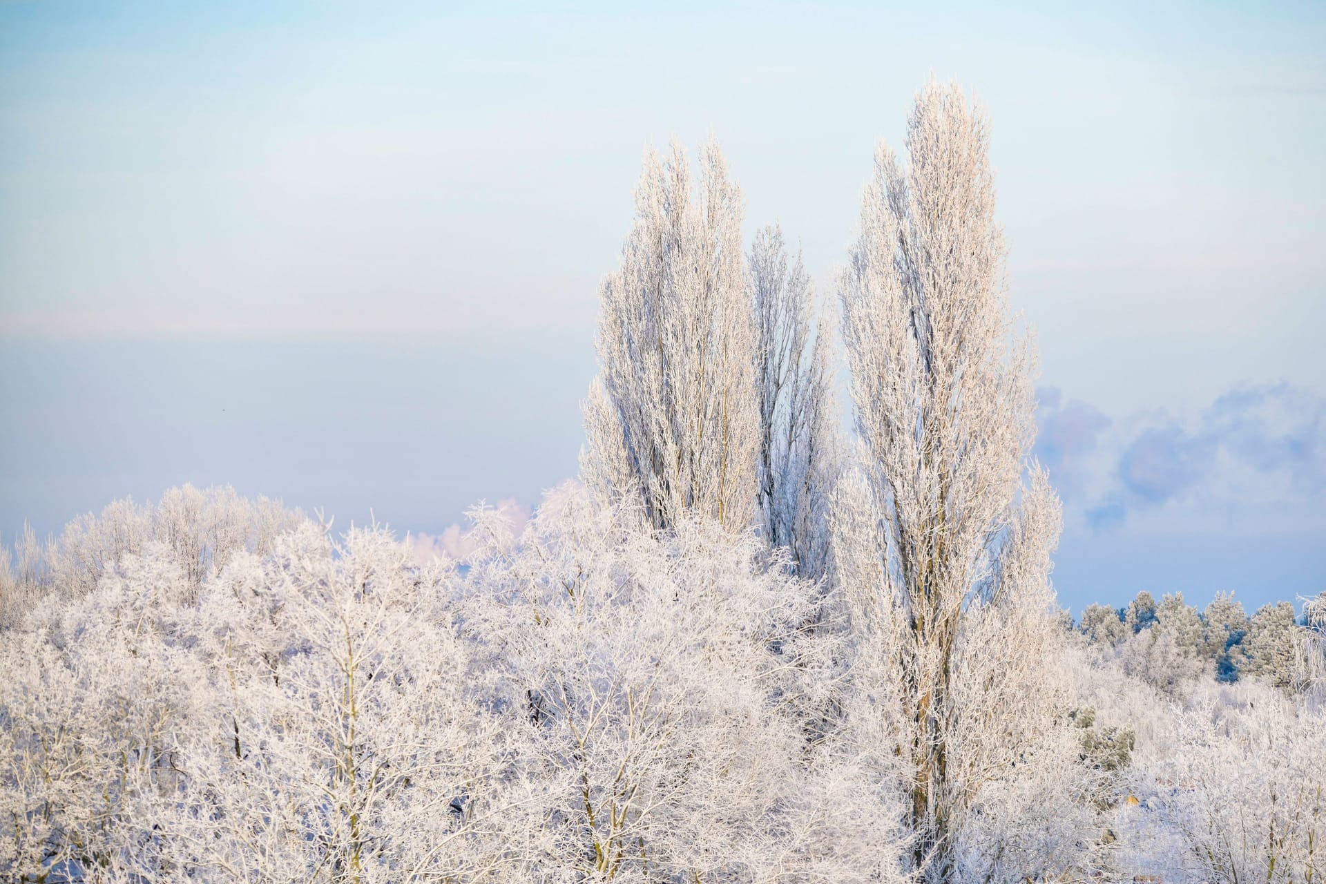 Winter im Wald über den Dächern von Berlin-Adlershof.