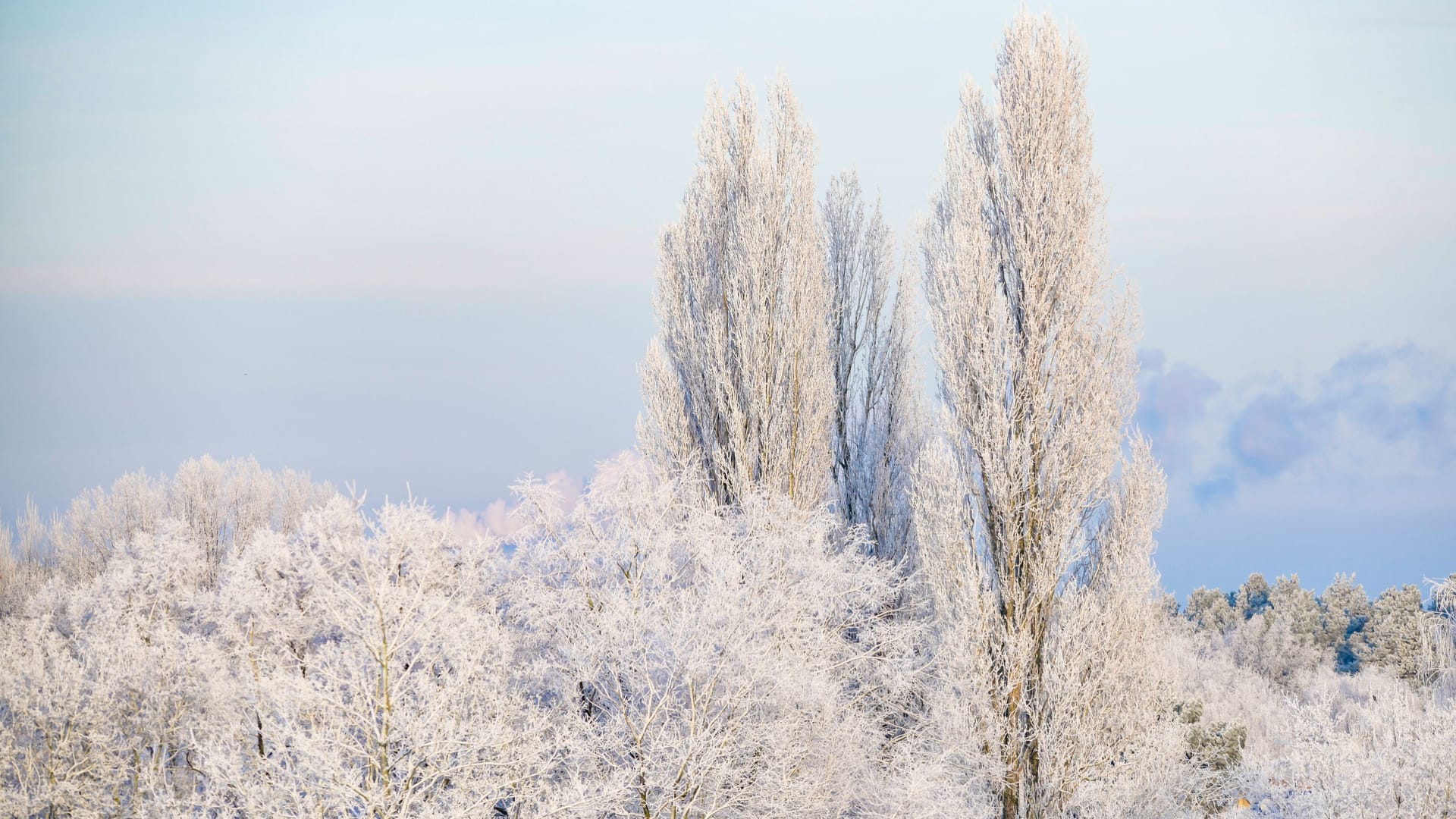 Winter im Wald über den Dächern von Berlin-Adlershof.