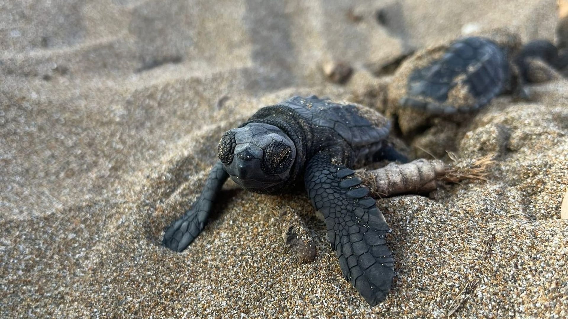 Schildkröten passen ihre Eiablage an den Klimawandel an