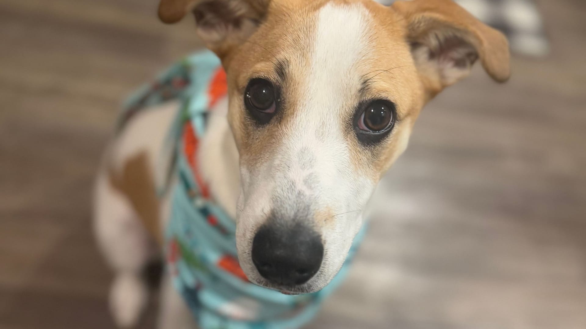 Sweet Glance: A Jack Russell's Tender Moment