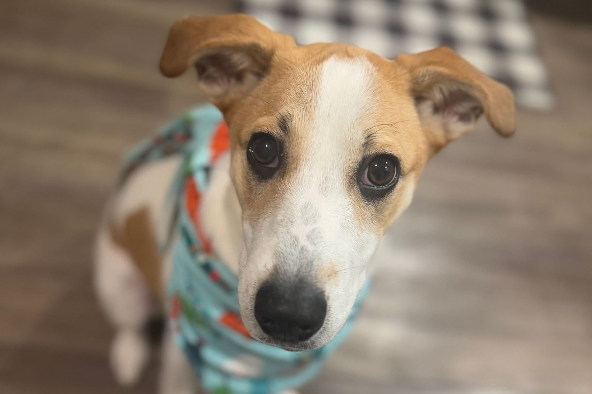 Sweet Glance: A Jack Russell's Tender Moment