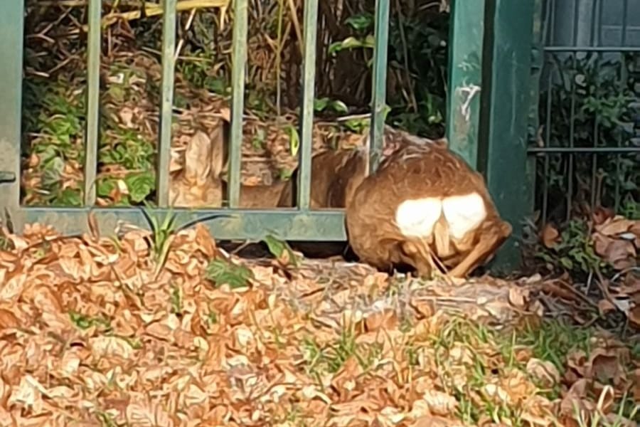 Ein Reh hat sich am Samstag in einen Gartenzaun verirrt. Ein Fall für die Feuerwehr Bochum.