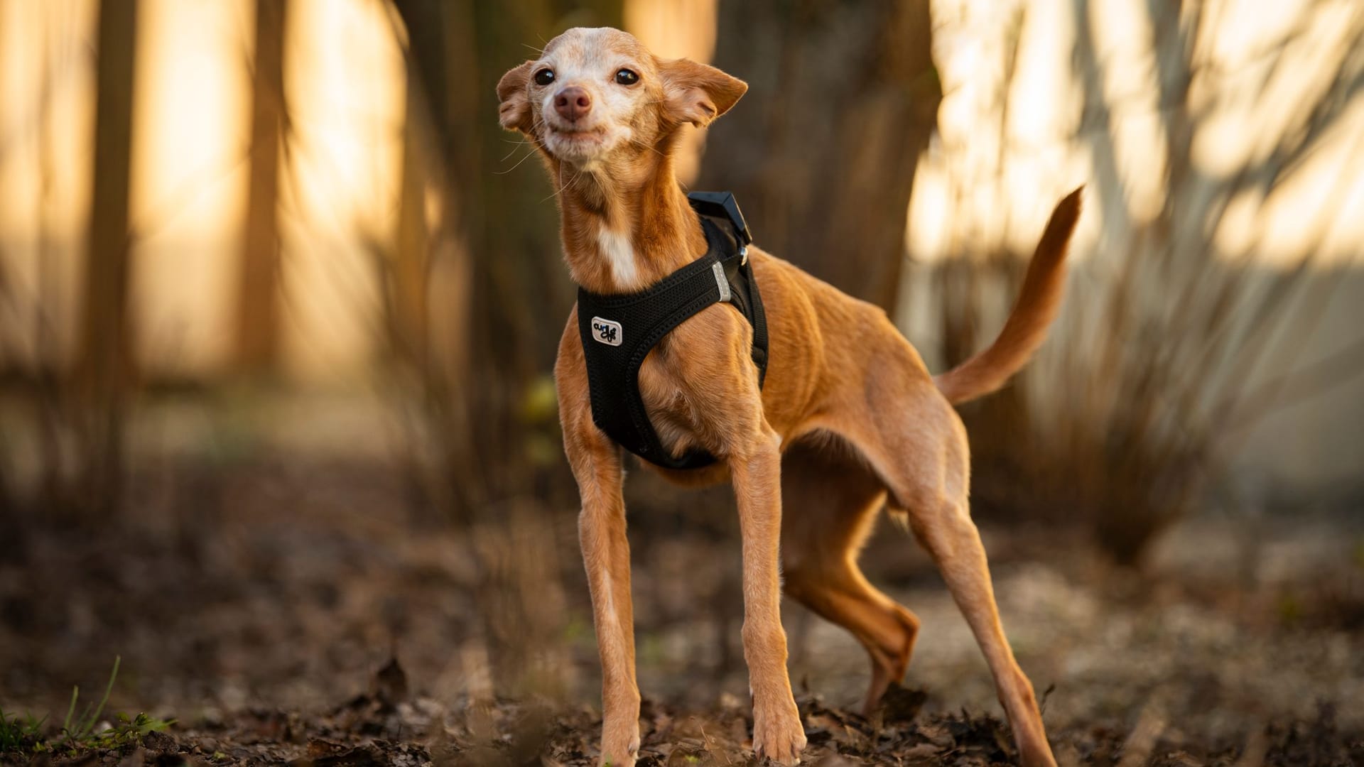 Die 13-jährige Hündin Bambi: Sie kam aus schlechter Haltung ins Tierheim Nürnberg.