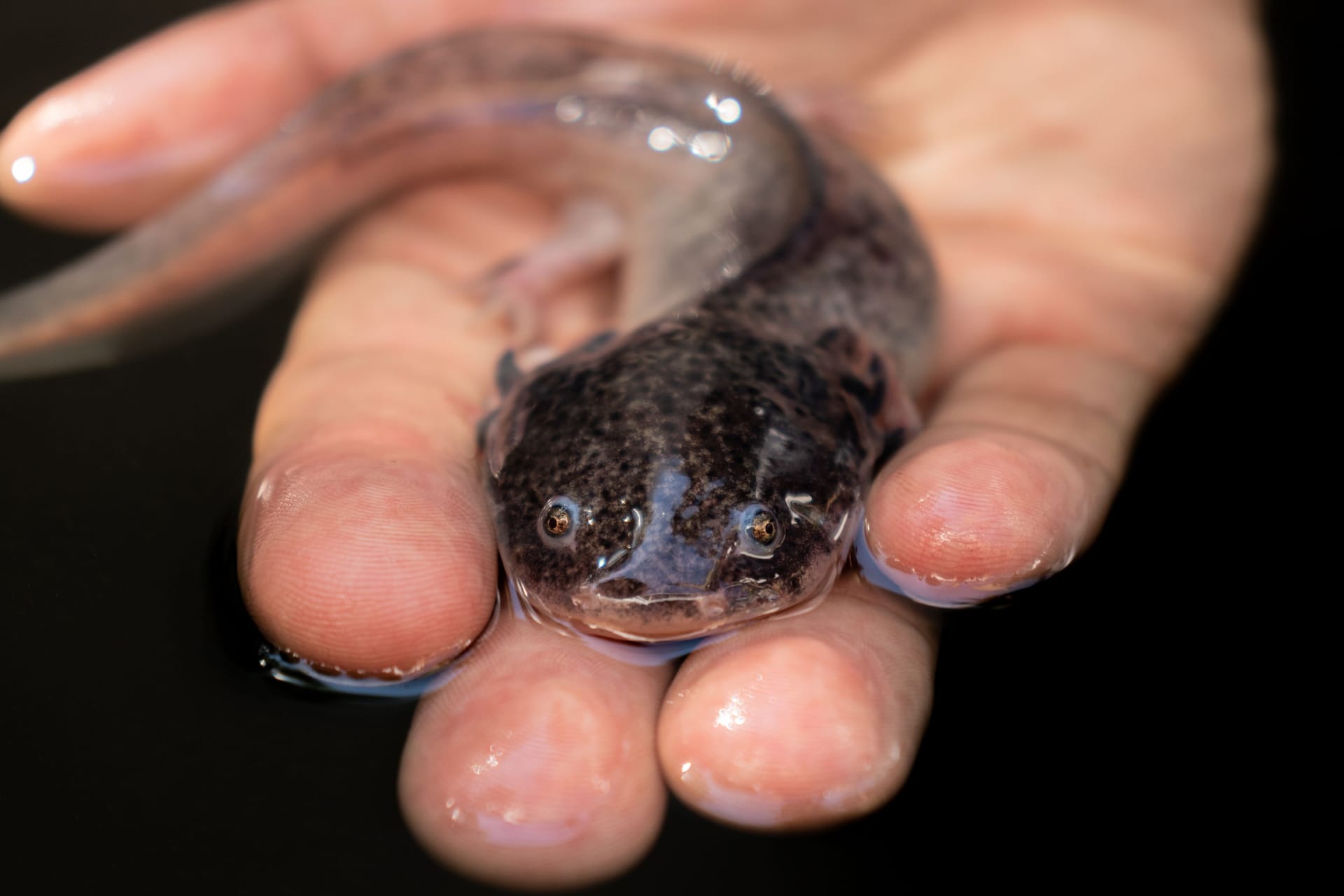 Unrecognizable man holding Mexican Axolotl in hand against black background