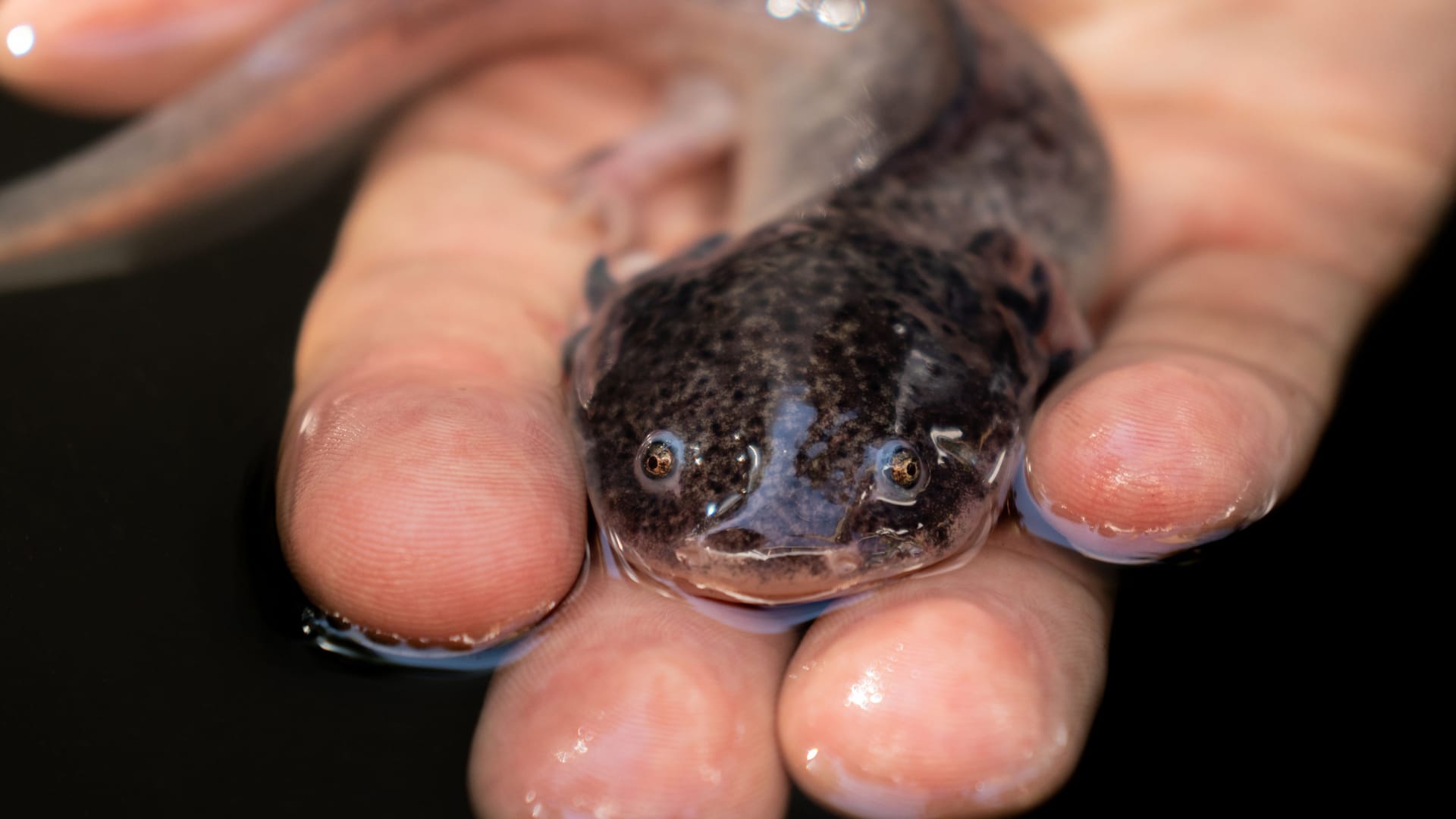 Unrecognizable man holding Mexican Axolotl in hand against black background