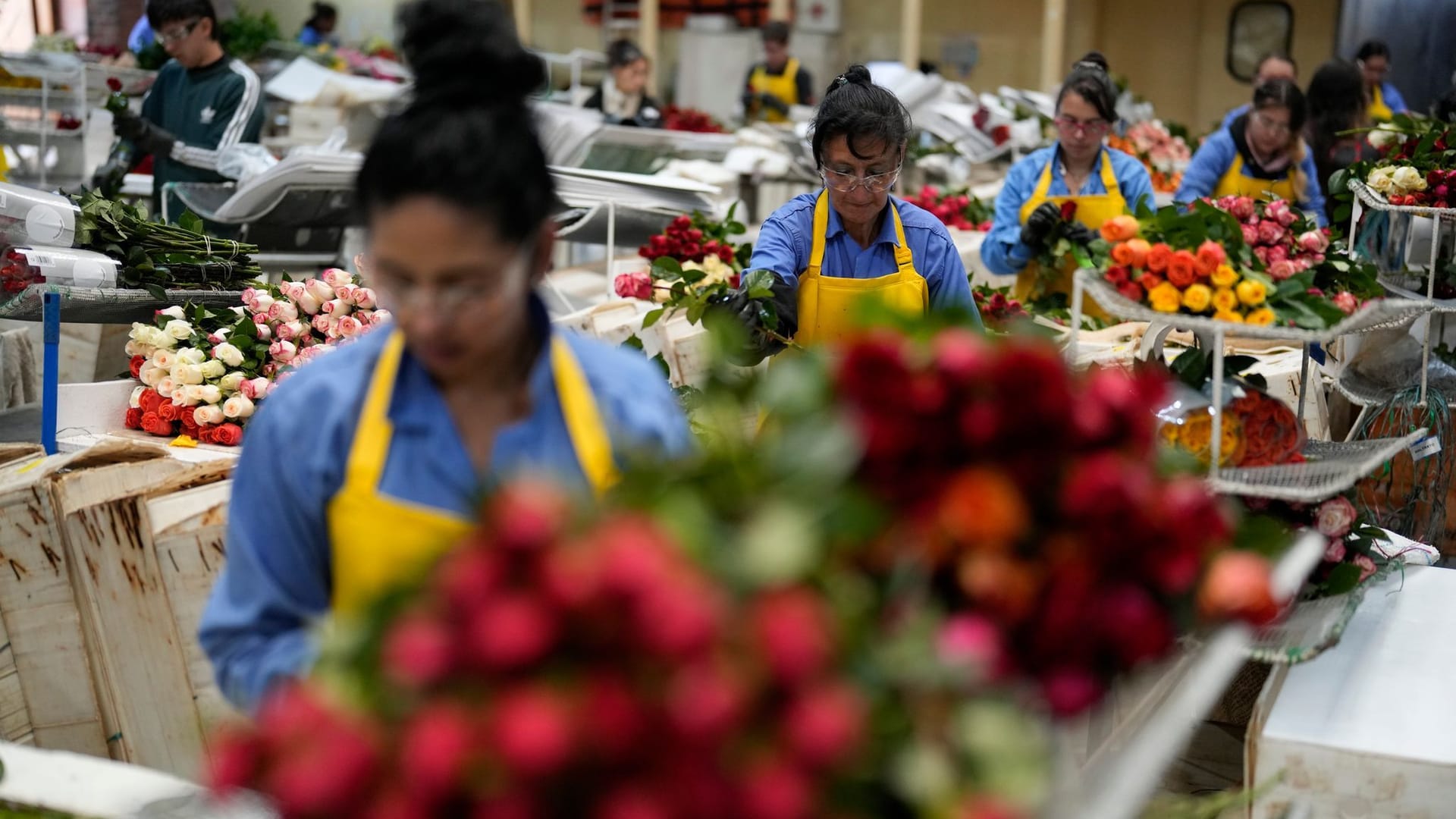 Blumenproduktion in Kolumbien