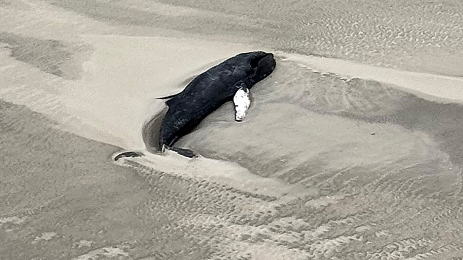 Die Luftaufnahme aus einem Hubschrauber zeigt einen schwarzen Wal im Sand liegend auf der kleinen, unbewohnten Wattenmeerinsel Minsener Oog.