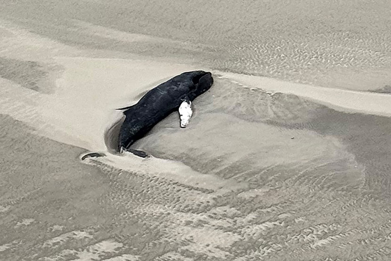 Die Luftaufnahme aus einem Hubschrauber zeigt einen schwarzen Wal im Sand liegend auf der kleinen, unbewohnten Wattenmeerinsel Minsener Oog.