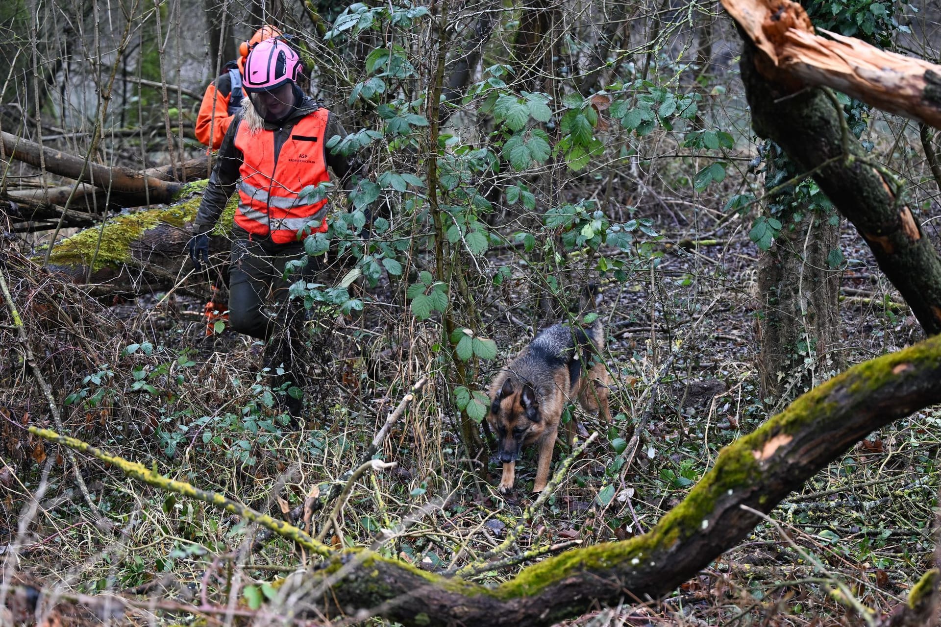 Kadaverspürhund im Naturschutzgebiet Kühkopf im Einsatz