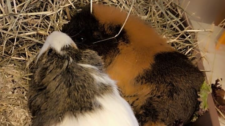 Moon und Sky (r.): Sky ging es so schlecht, dass die Ärzte im Tierheim ihn nicht mehr retten konnten.