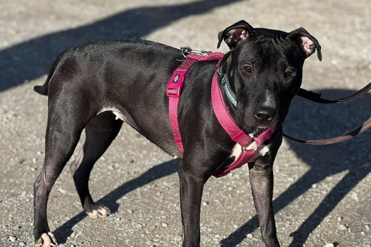 Bullterrier-Mix Cookie: Die junge Hündin