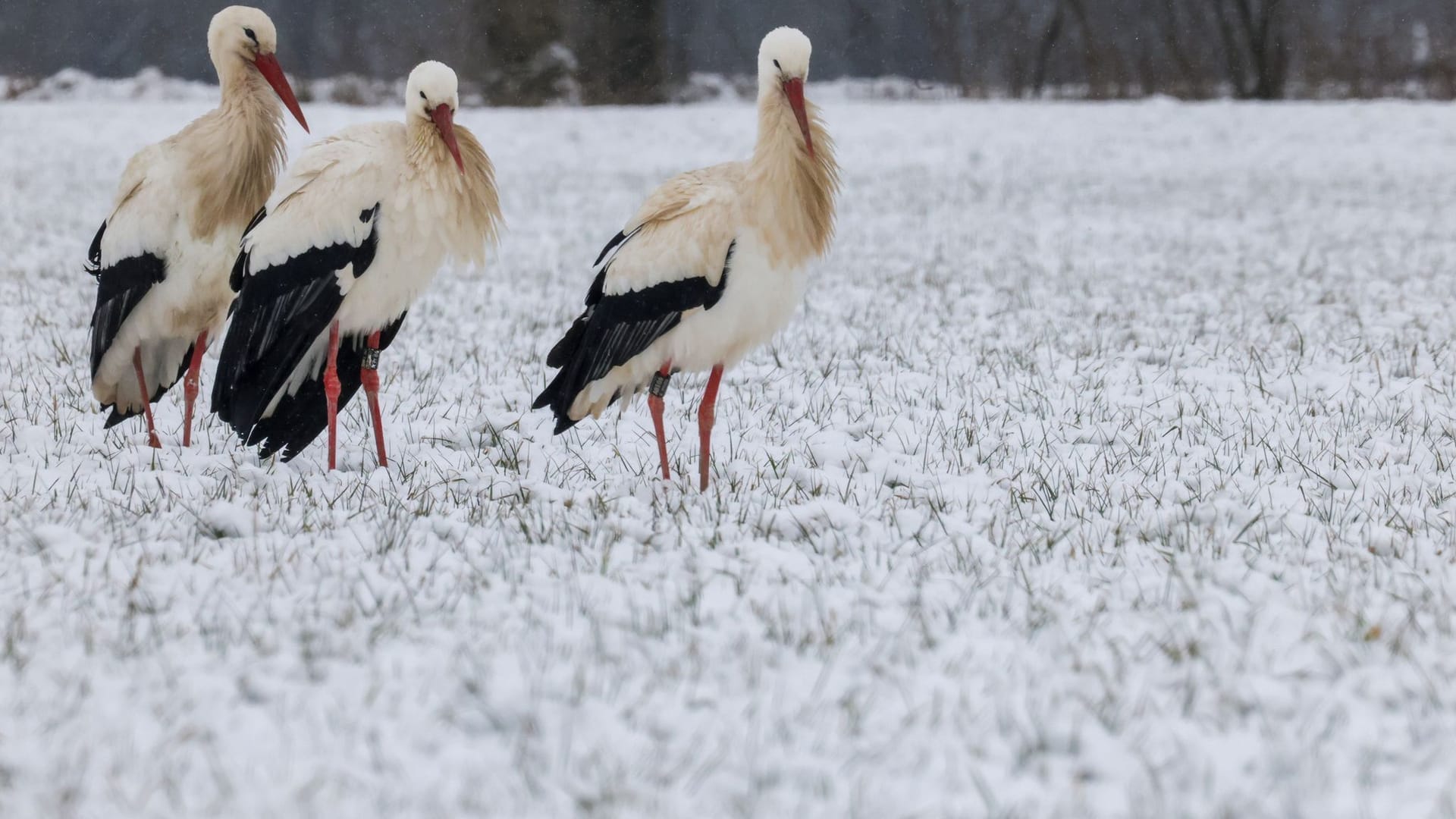 Störche im Schnee - Wetter