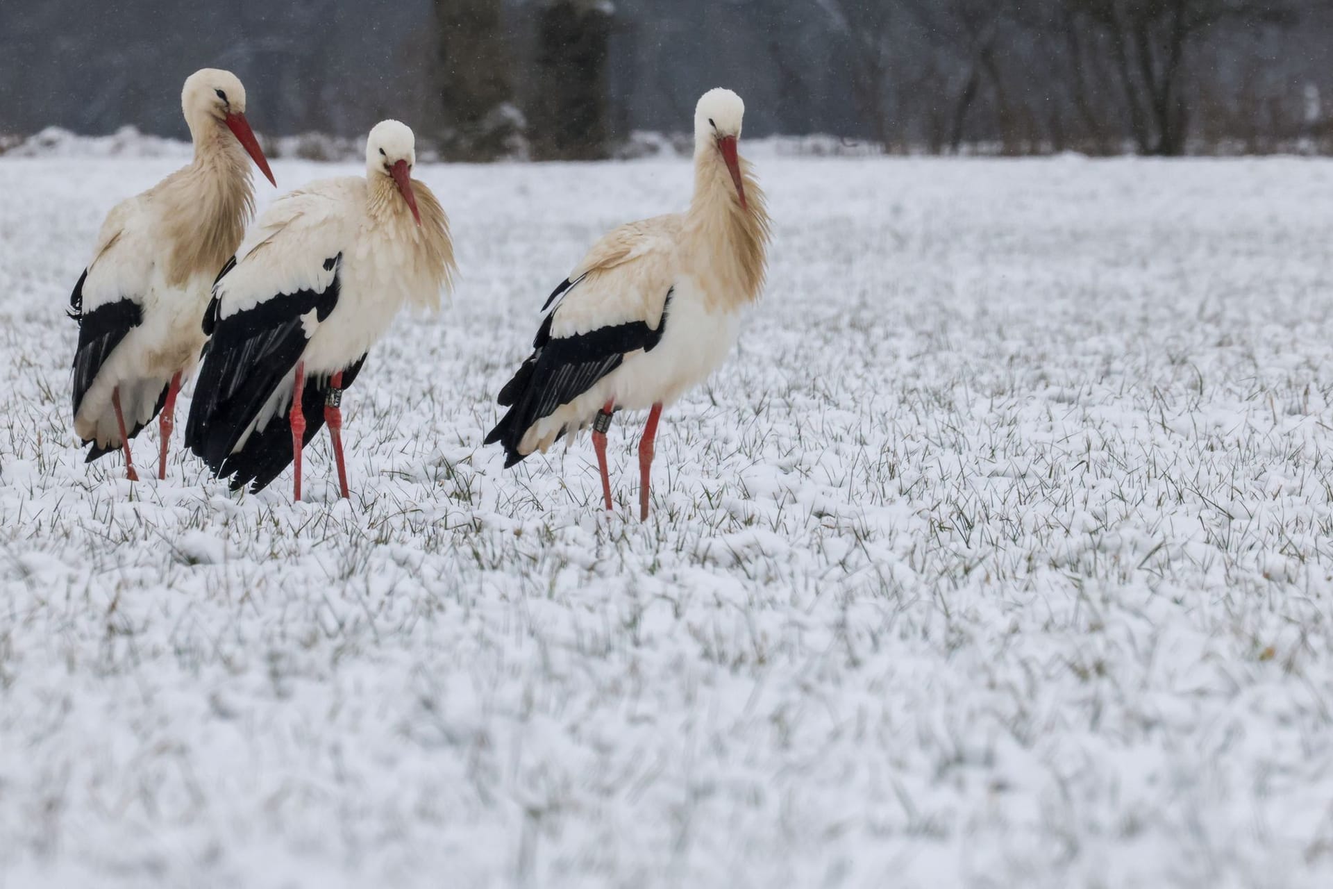 Störche im Schnee - Wetter