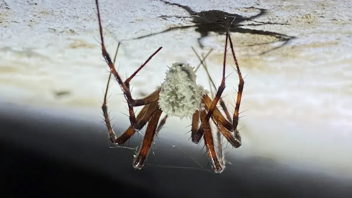 Eine Aufnahme einer mit einem Pilz befallenen Spinne, die daraufhin ihr Verhalten geändert hat.