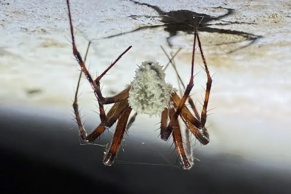 Eine Aufnahme einer mit einem Pilz befallenen Spinne, die daraufhin ihr Verhalten geändert hat.