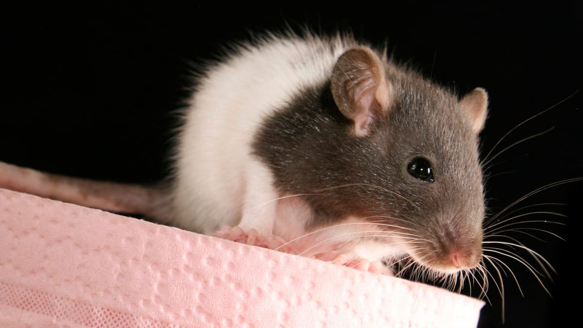 Ratten im Klo Kriechen sie wirklich durch Abflussrohre hoch?