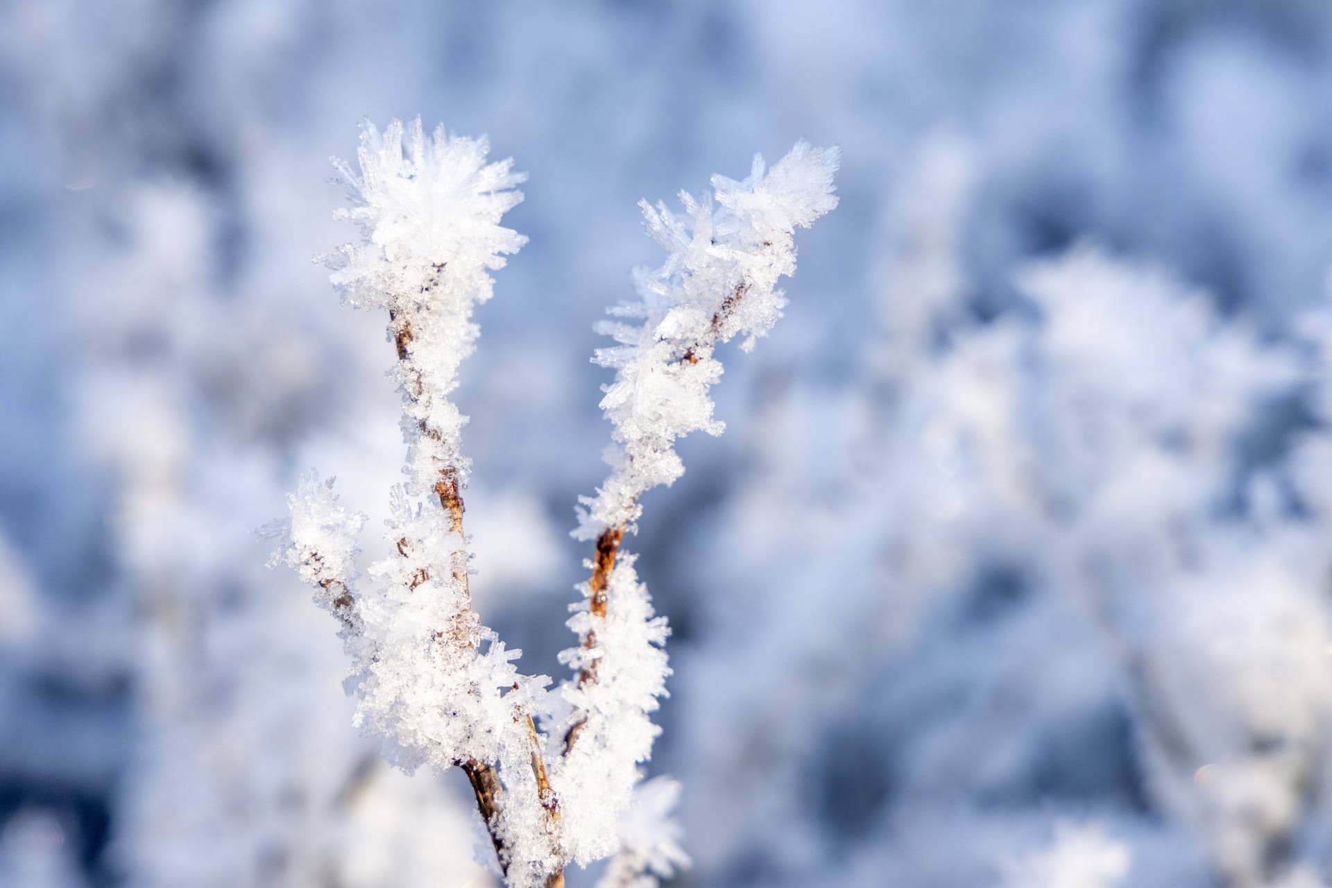 Frost in Deutschland: Auch wenn der Thermometer Werte um die 0 Grad anzeigt: Es kann sich viel kälter anfühlen.