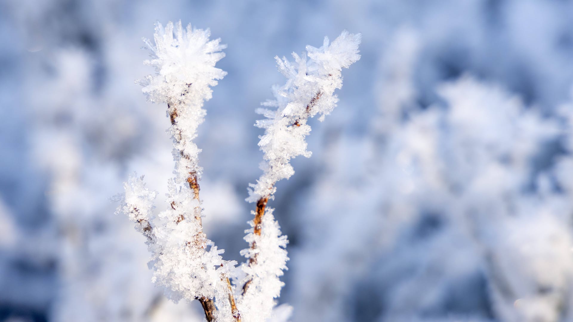 Frost in Deutschland: Auch wenn der Thermometer Werte um die 0 Grad anzeigt: Es kann sich viel kälter anfühlen.