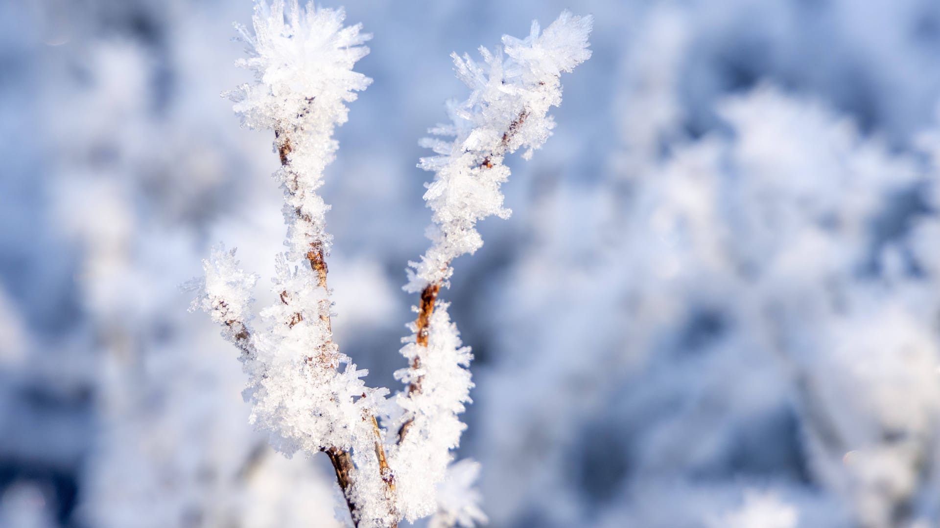 Frost in Deutschland: Auch wenn der Thermometer Werte um die 0 Grad anzeigt: Es kann sich viel kälter anfühlen.