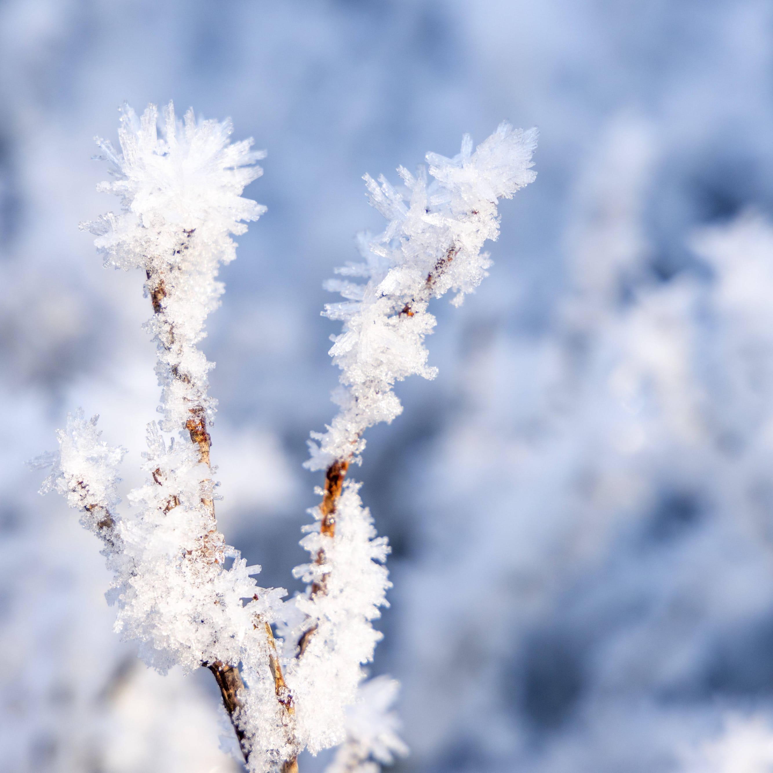 Frost in Deutschland: Auch wenn der Thermometer Werte um die 0 Grad anzeigt: Es kann sich viel kälter anfühlen.