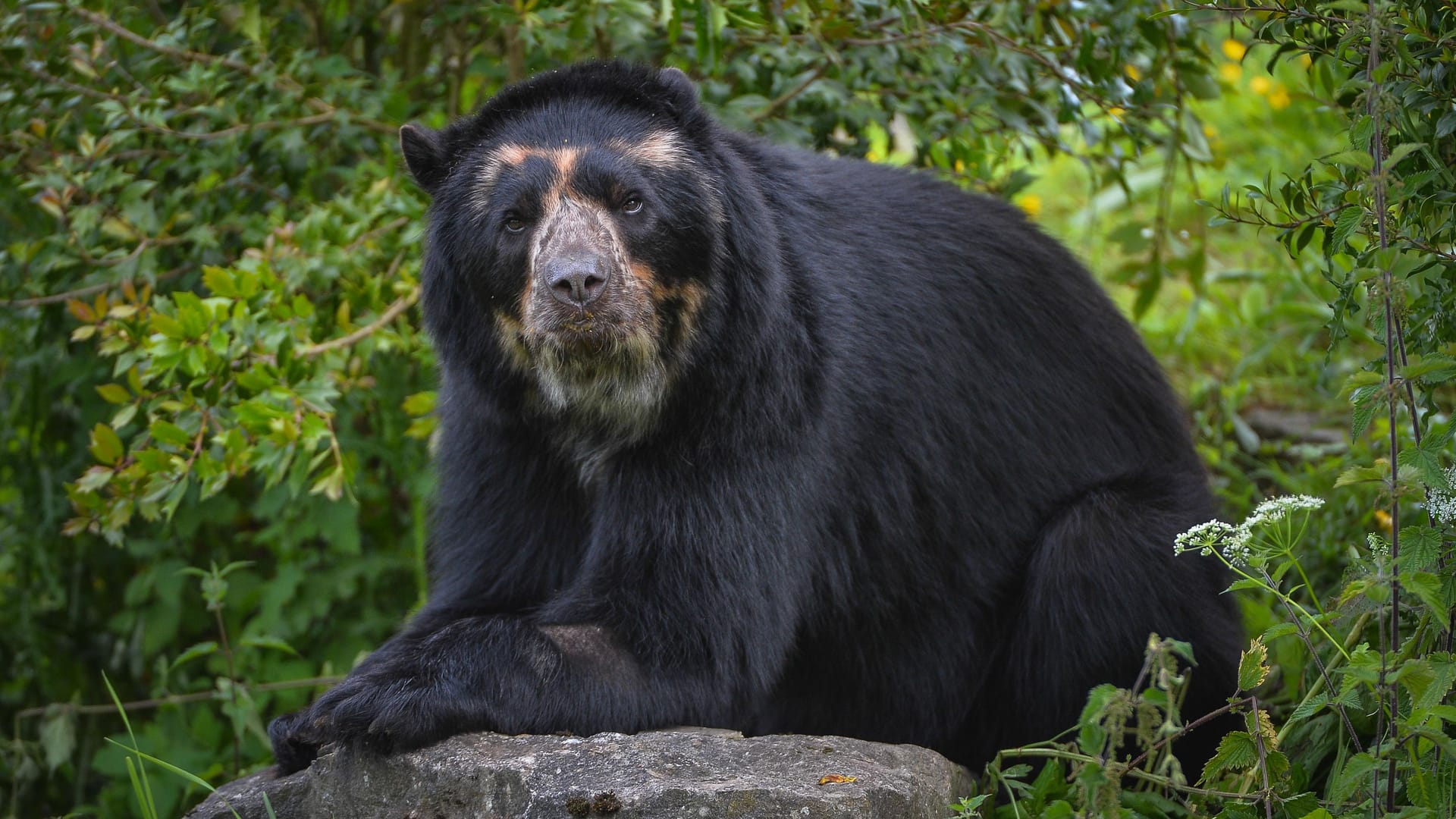 Brillenbär "Bernie" im Chester Zoo in England. Vor einigen Tagen zog er in den Berliner Tierpark.