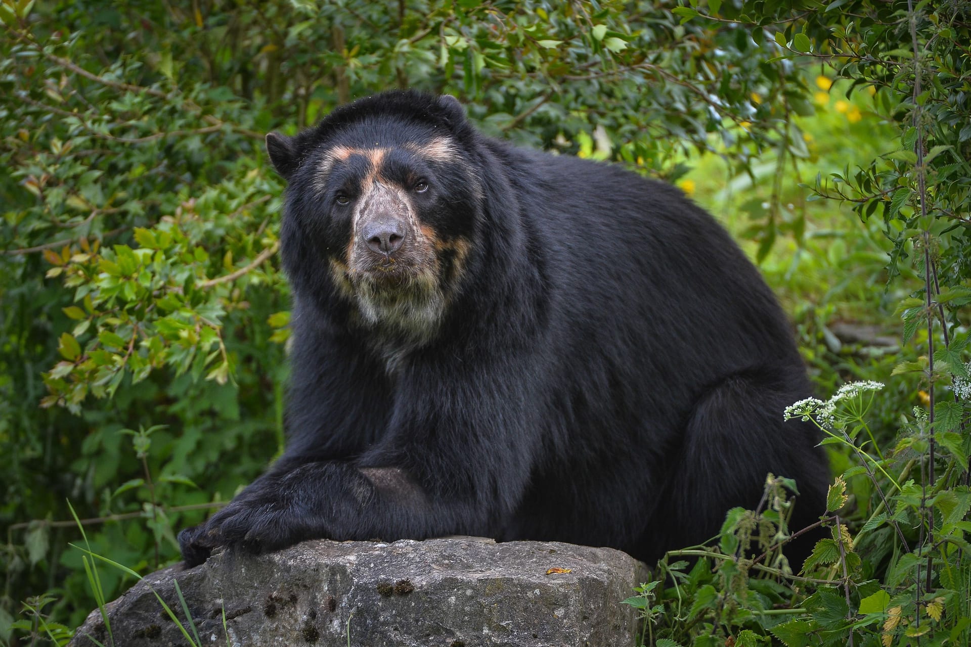 Brillenbär "Bernie" im Chester Zoo in England. Vor einigen Tagen zog er in den Berliner Tierpark.