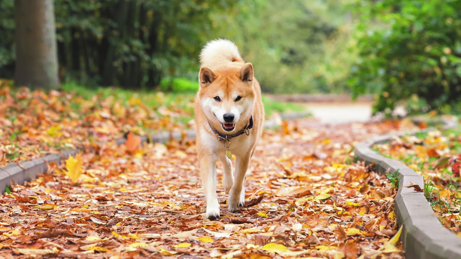 Cute dog of shiba inu breed walking at nature among yellow fallen leaves in autumn