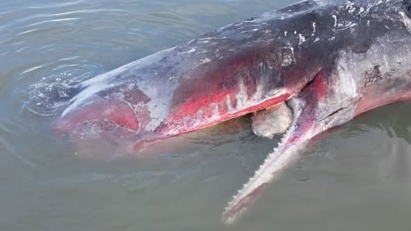 Toter Pottwal vor der Insel Sylt: Aufgrund der Verwesungsgase liegt er weit oben im Wasser.