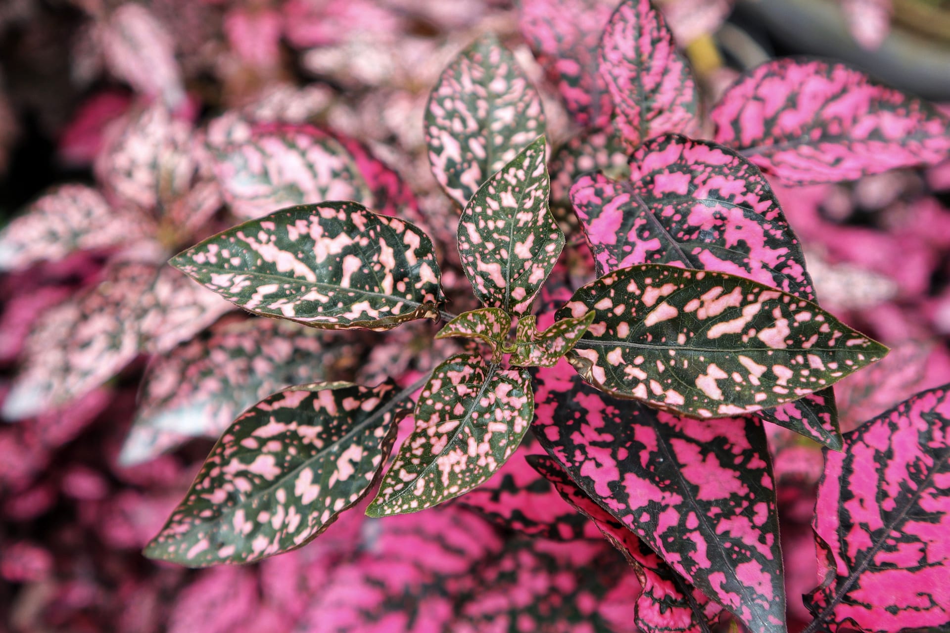 Hypoestes phyllostachya 'White Splash Hypoestes Polka Dot Plant