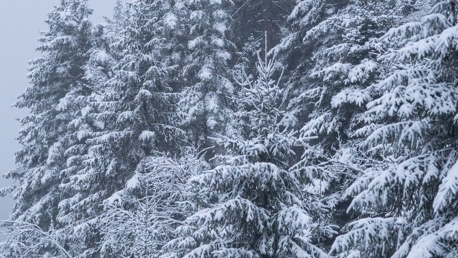 Neuschnee im Schwarzwald und der Schwäbischen Alb