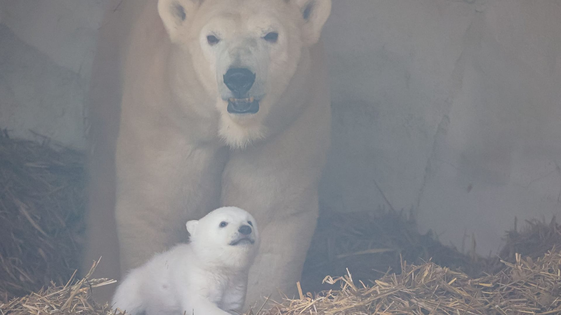 Eisbärnachwuchs im Karlsruher Zoo