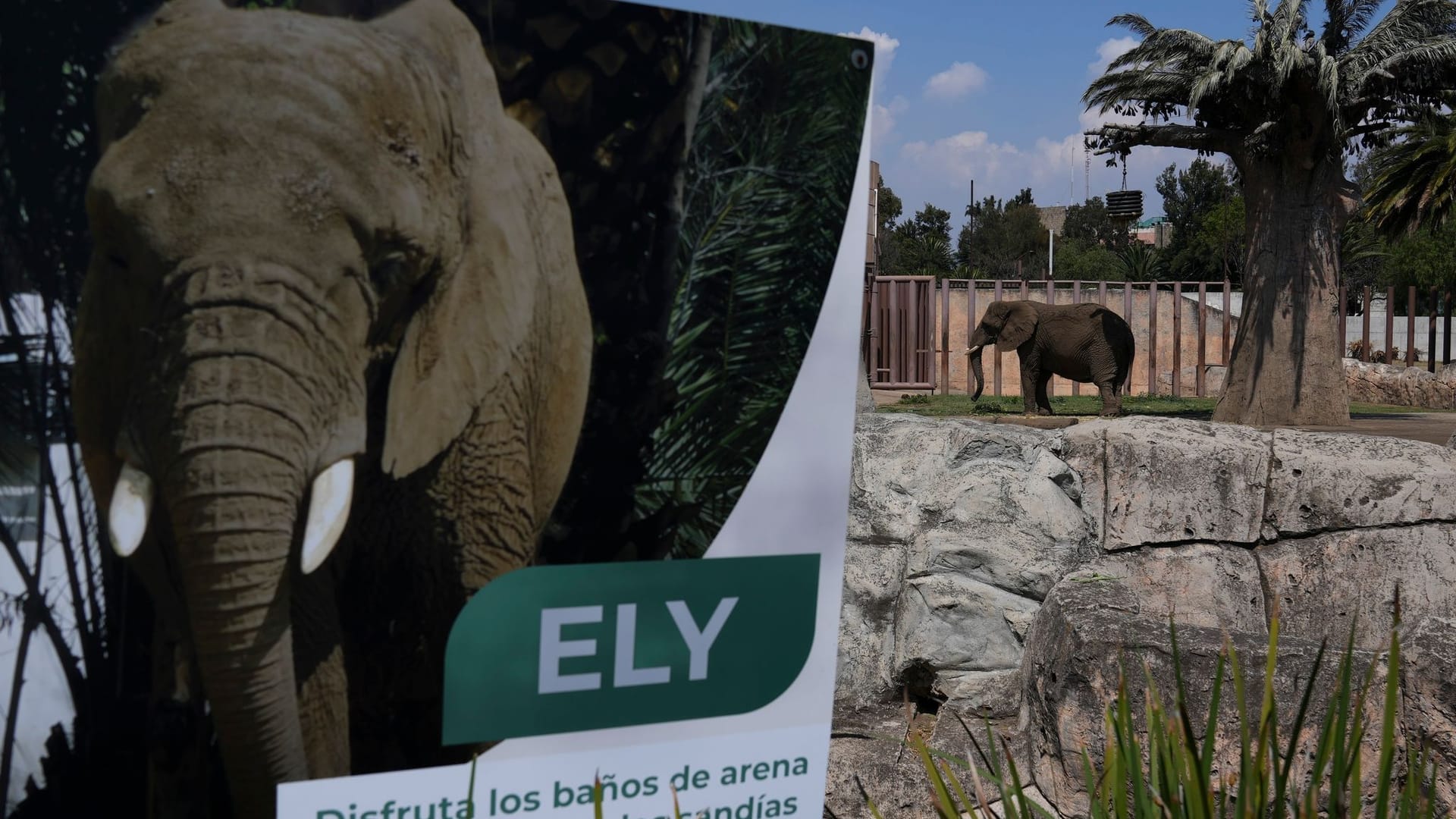 Elefantin Ely im Zoo San Juan de Aragón