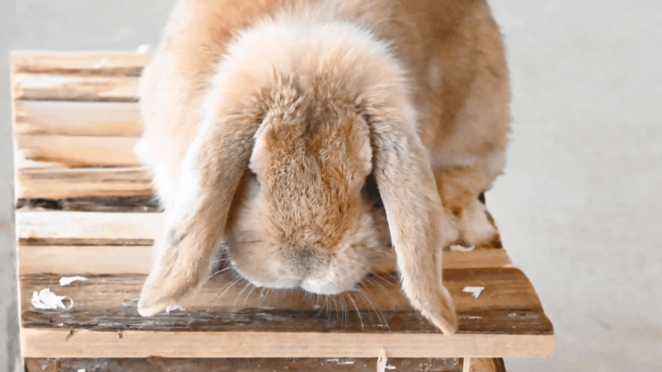 Kaninchen Friedo sucht ein neues Zuhause.