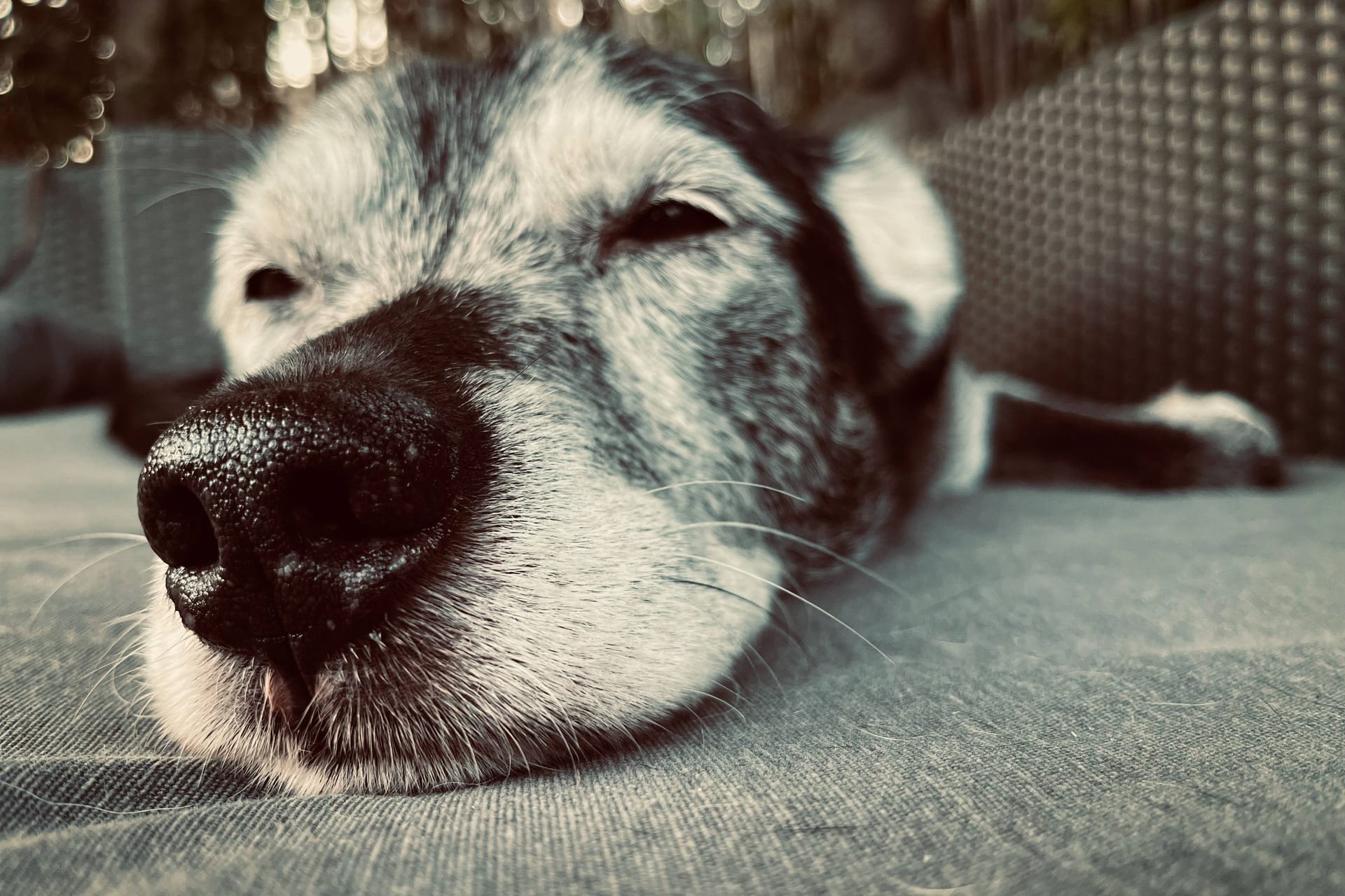 Ein Bardino-Mix liegt auf einem Teppich (Symbolbild): Im Tierheim Burgdorf wartet Jax auf ein neues Zuhause.