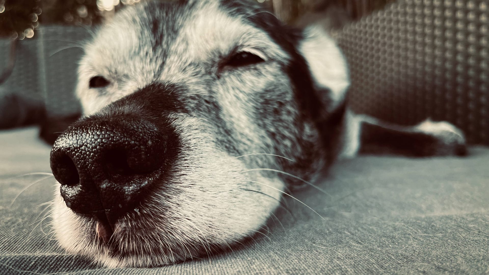 Ein Bardino-Mix liegt auf einem Teppich (Symbolbild): Im Tierheim Burgdorf wartet Jax auf ein neues Zuhause.