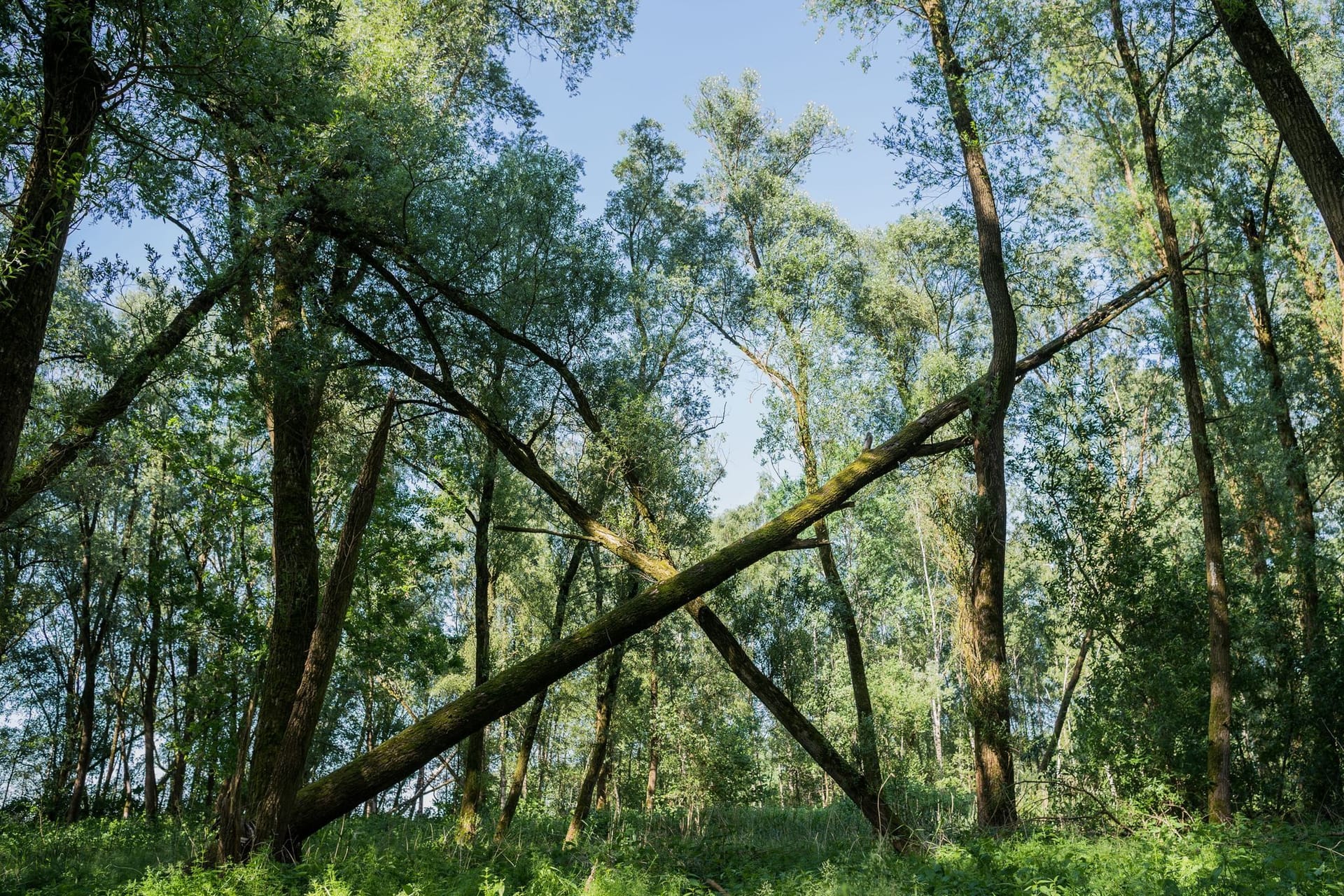 Vollhöfner Wald.