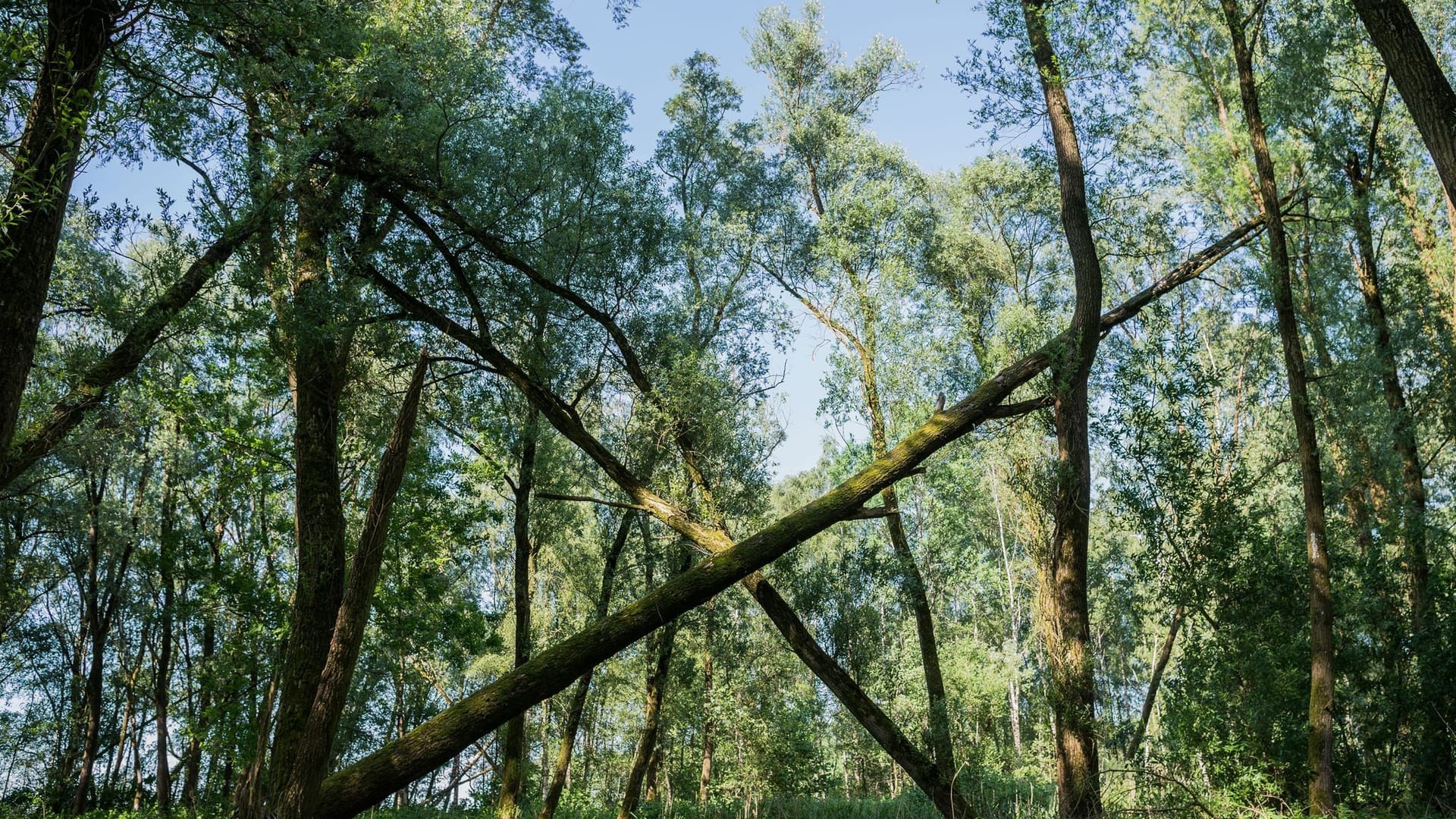 Vollhöfner Wald.